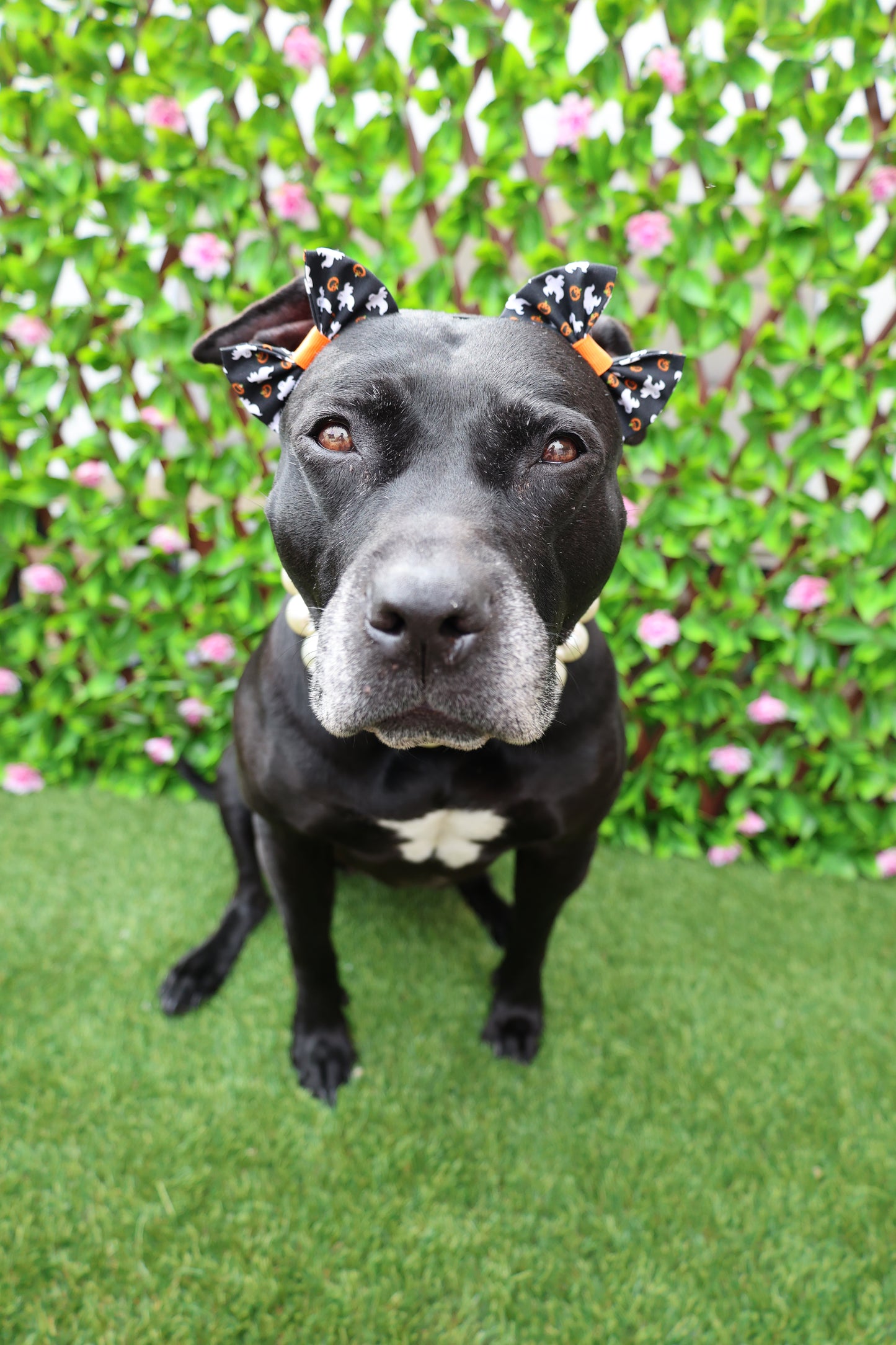 Lilโ Boo Patch Double Bows ๐ป ๐