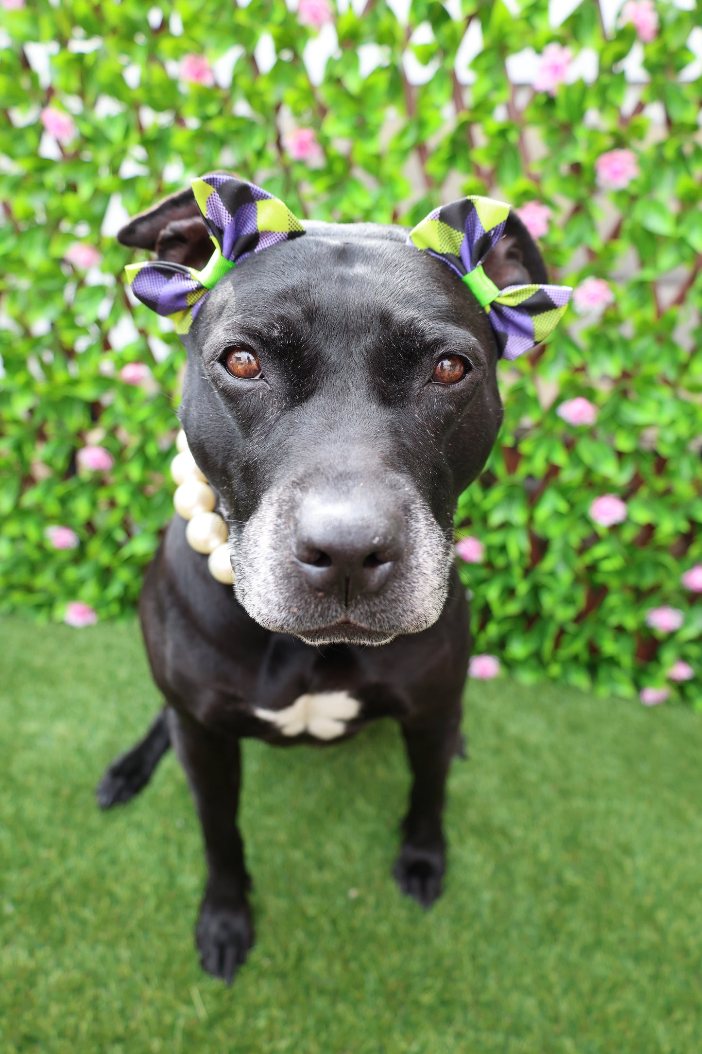 Pittie-ful Double Bows ππ