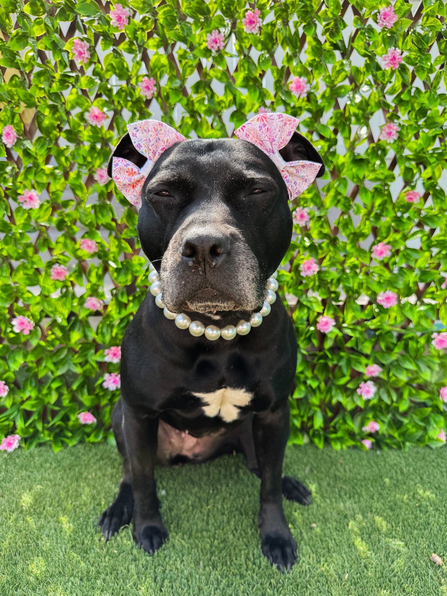 Dainty Dusk Double Bows