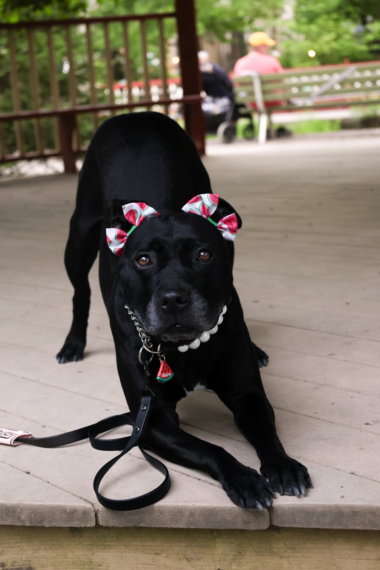 Watermelon Dog Double Bows