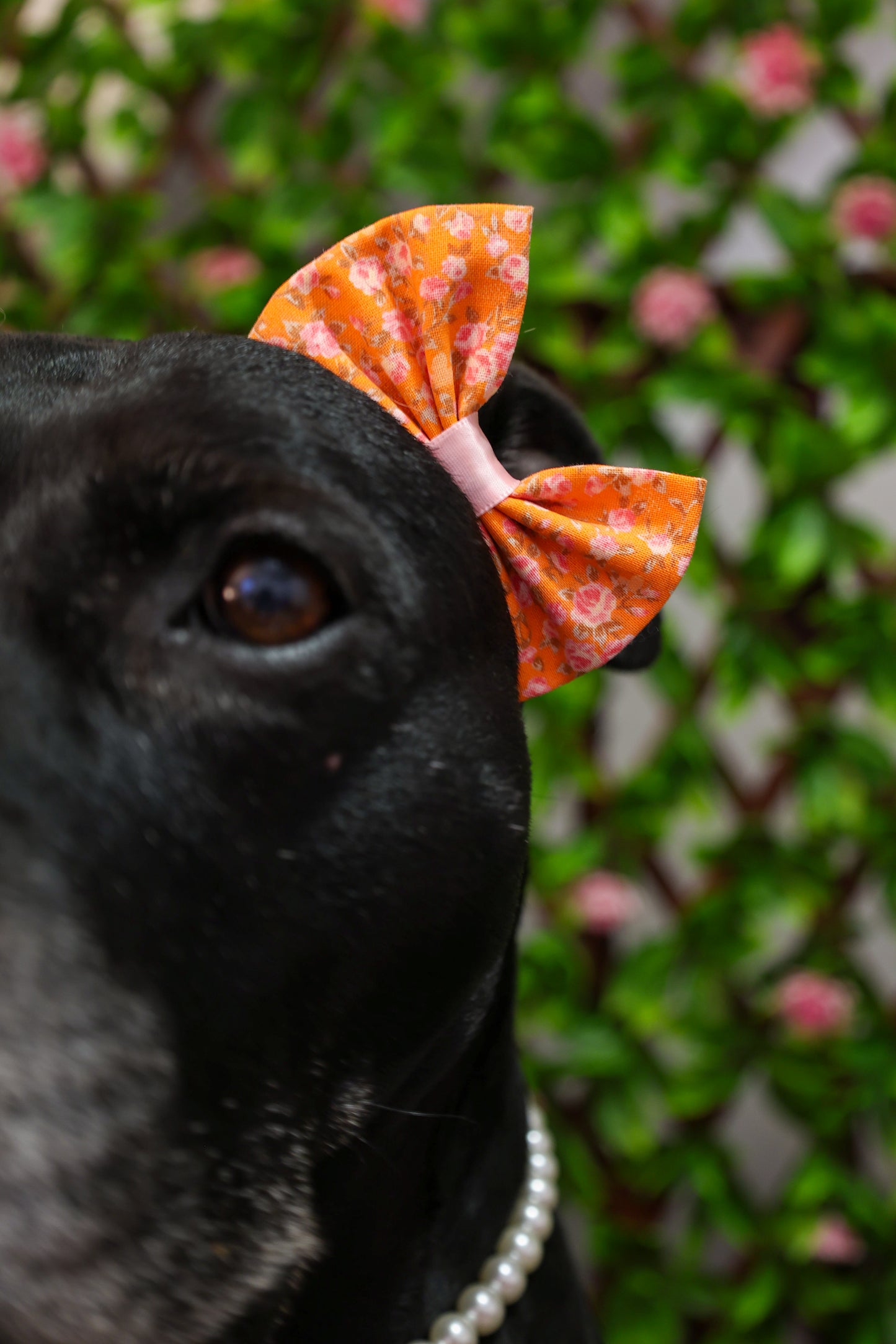 Tangerine Rosé Double Bows