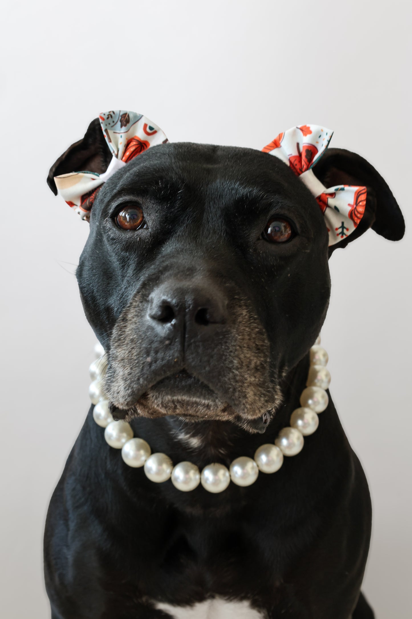 Autumn Comfort Double Bows 🤎🍂