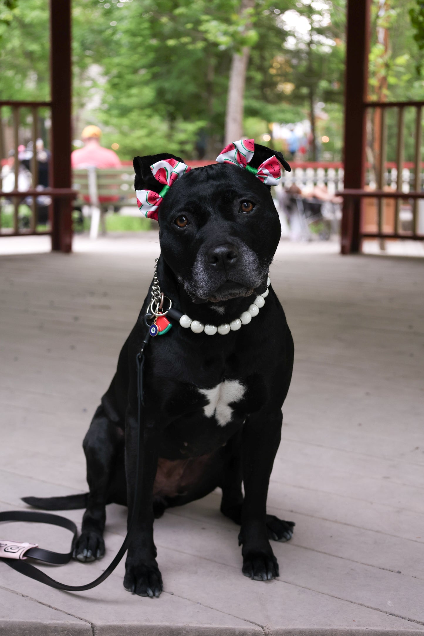 Watermelon Dog Double Bows