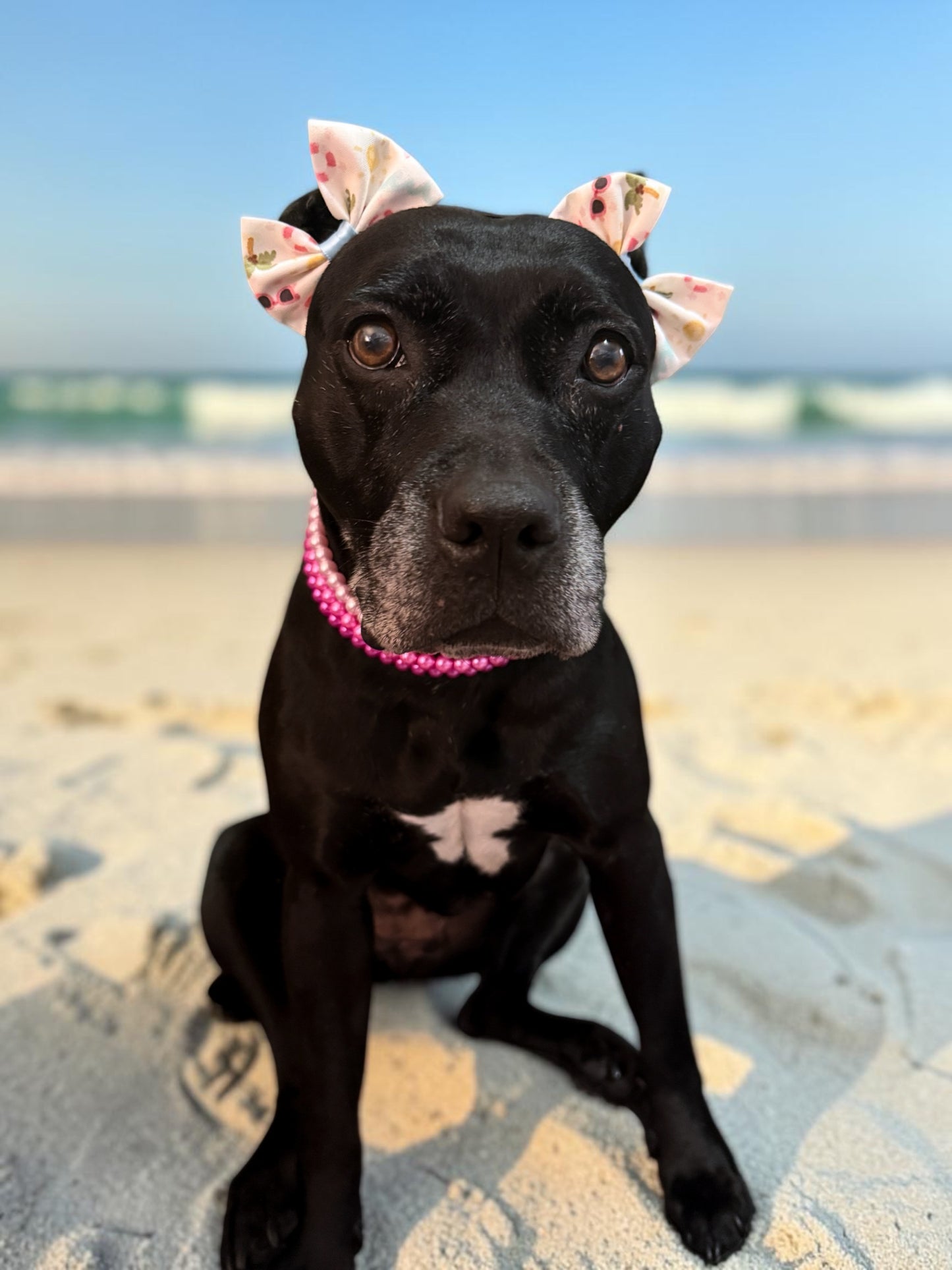 Beach Diva Dog Double Bows