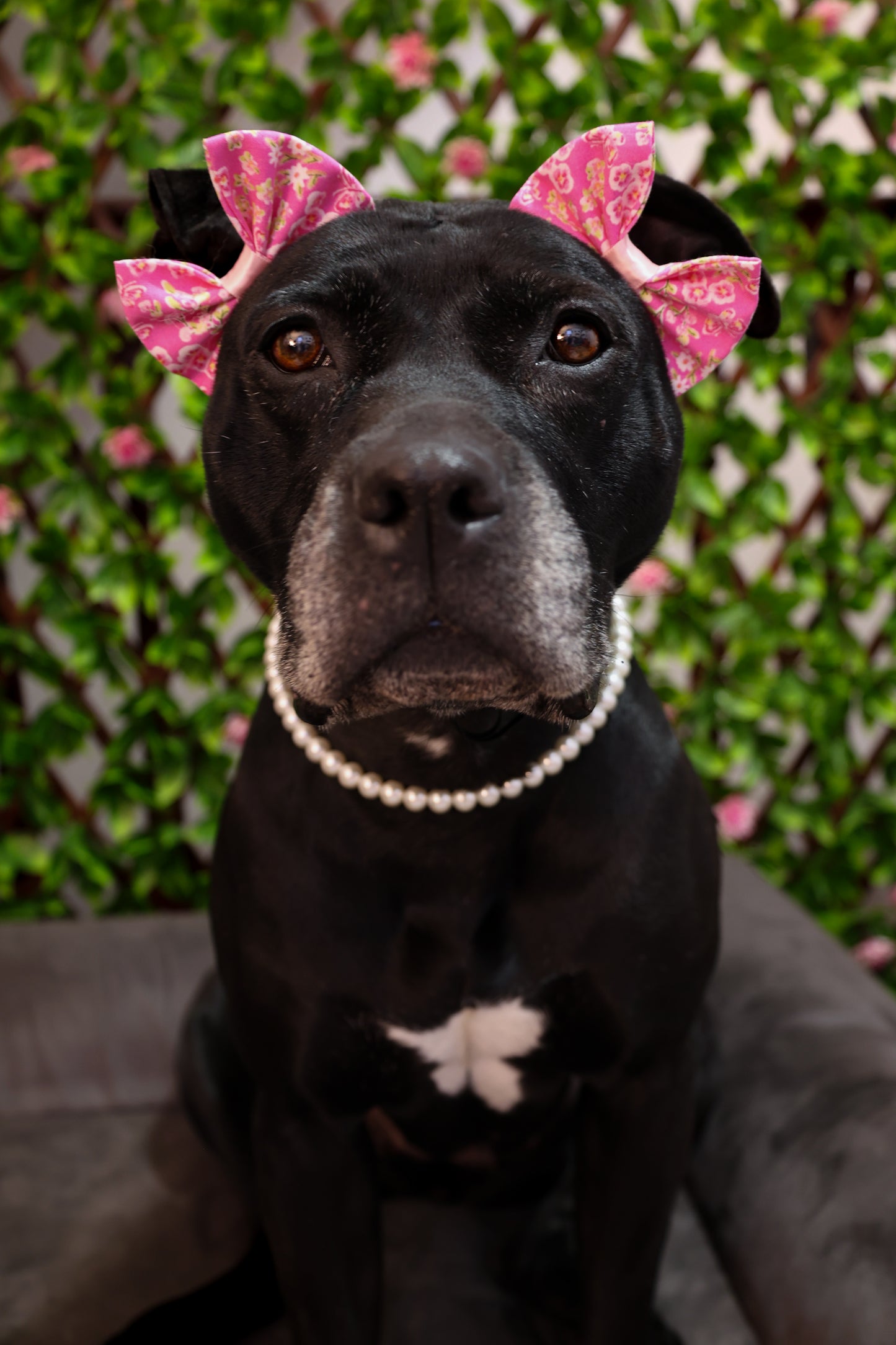 Spring Days Double Bows