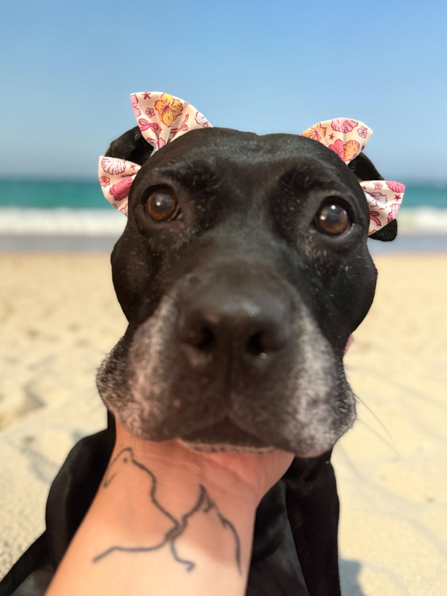 Shelly Coquette Dog Double Bows