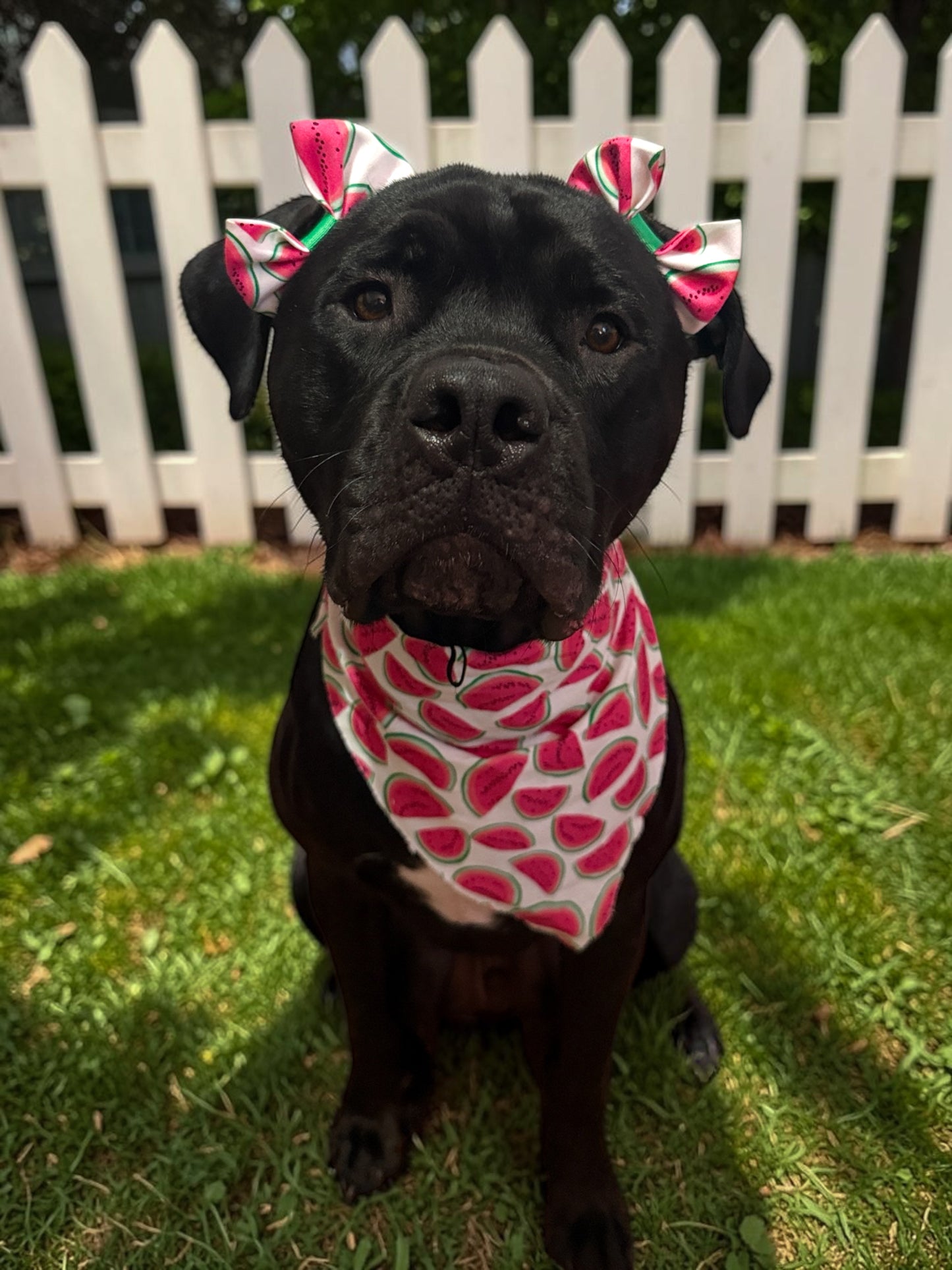 Watermelon Dog Double Bows