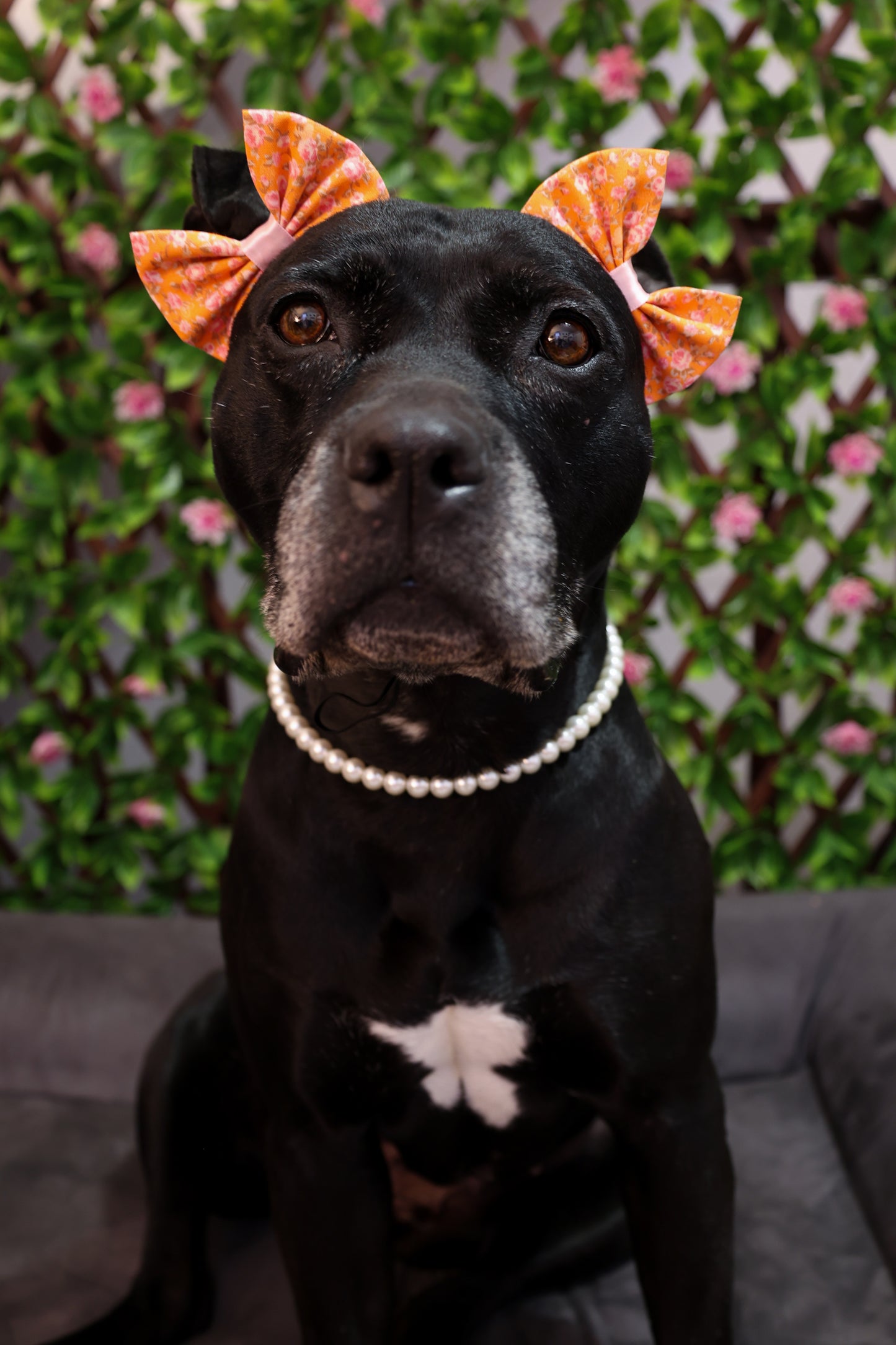 Tangerine Rosé Double Bows