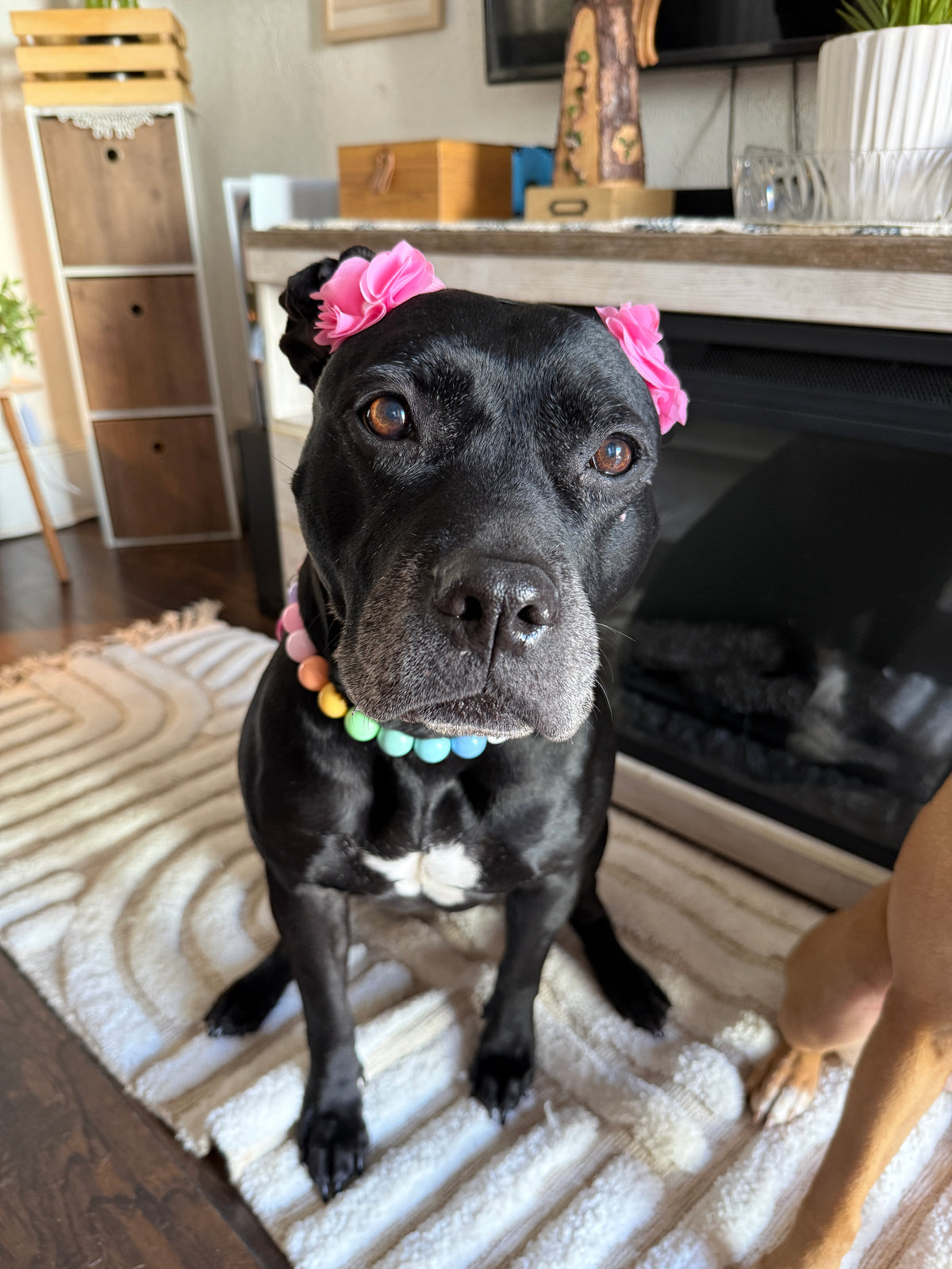 Cotton Candy Florets Ears