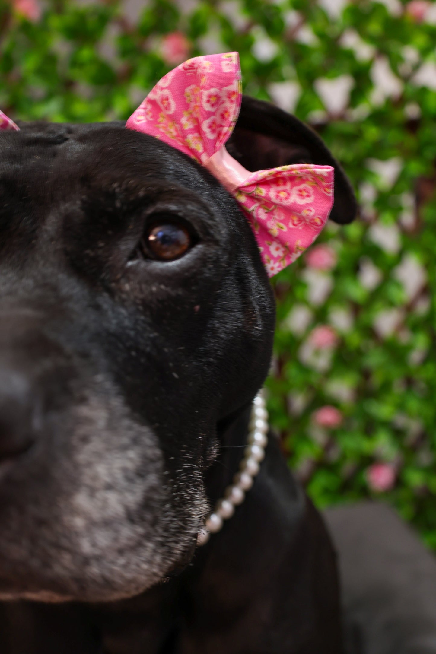 Spring Days Double Bows