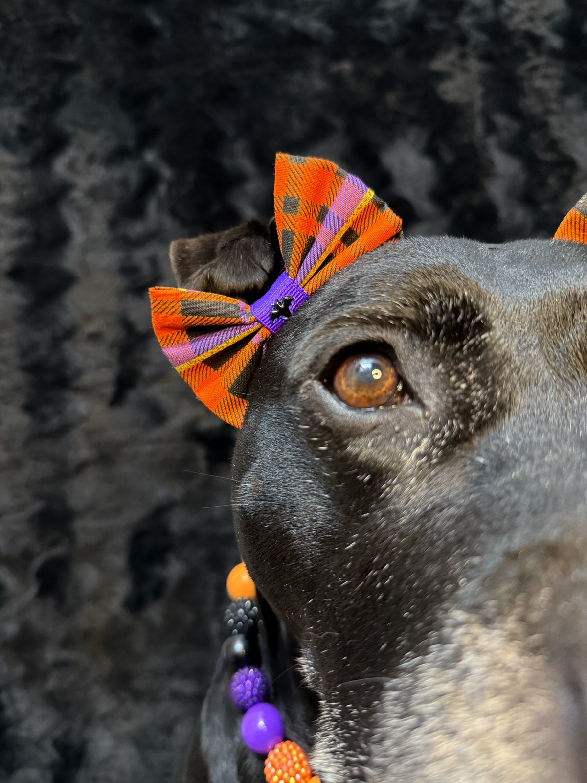 Midnight Wings Dog Double Bows