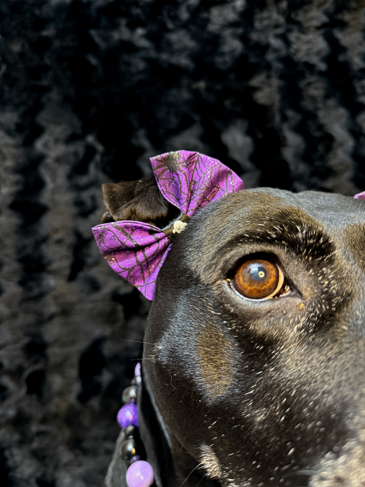 Haunted Sparkle Dog Double Bows